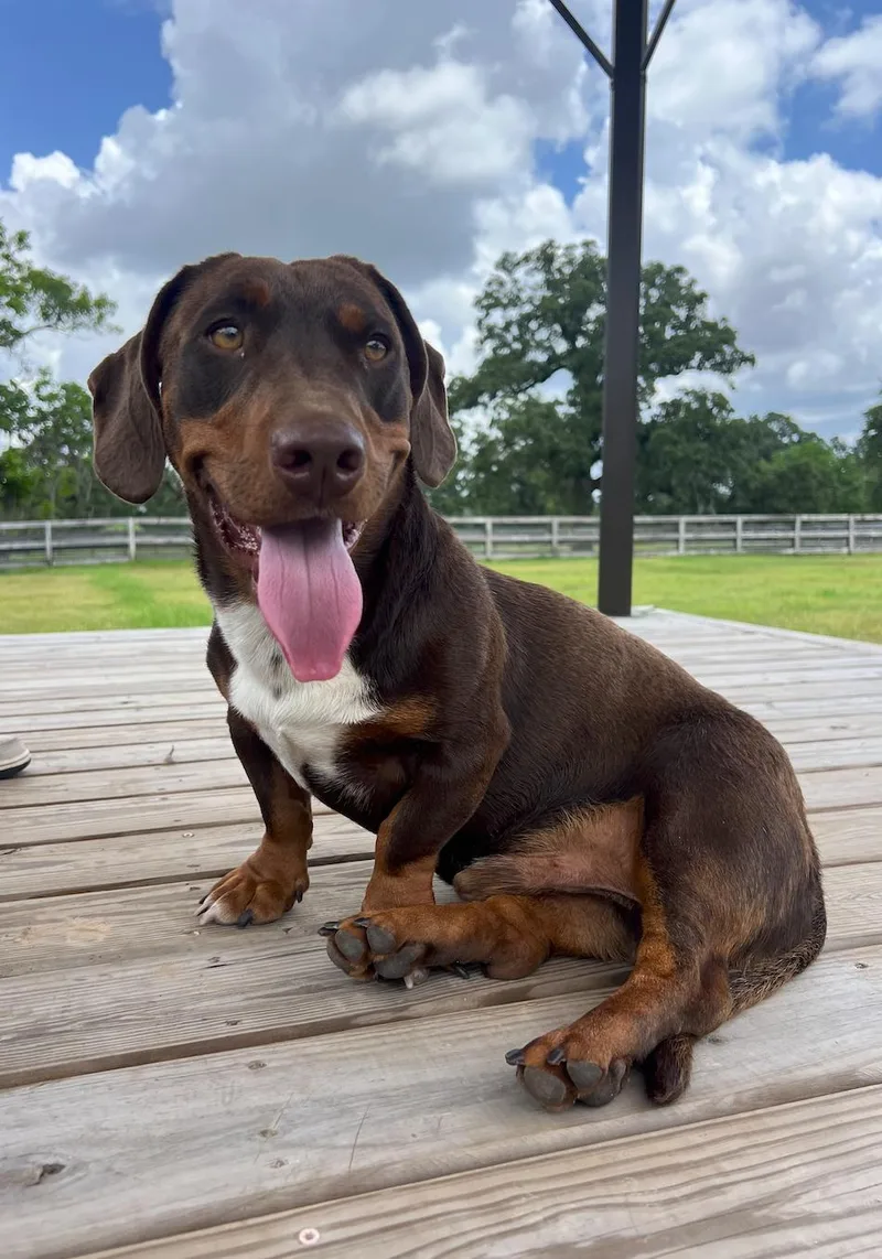 An adult medium-sized male Brown / Chocolate Basset Hound dog named Buster for adoption in Houston, TX