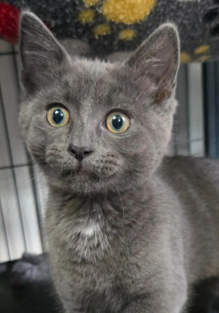 A baby medium-sized female Domestic Short Hair cat named Smudge for adoption in Shelton, WA