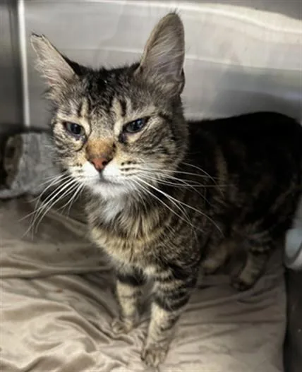 A young small-sized female Domestic Short Hair cat named Daffy for adoption in San Jose, CA