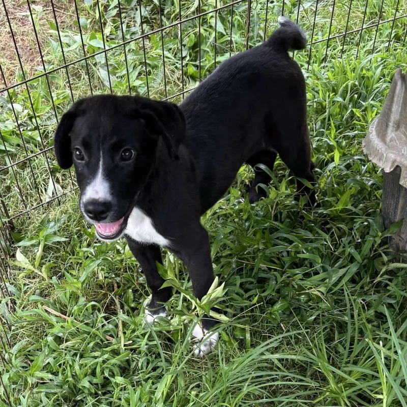 A baby small-sized male Black Labrador Retriever dog named Cornelious for adoption in Parrish, AL