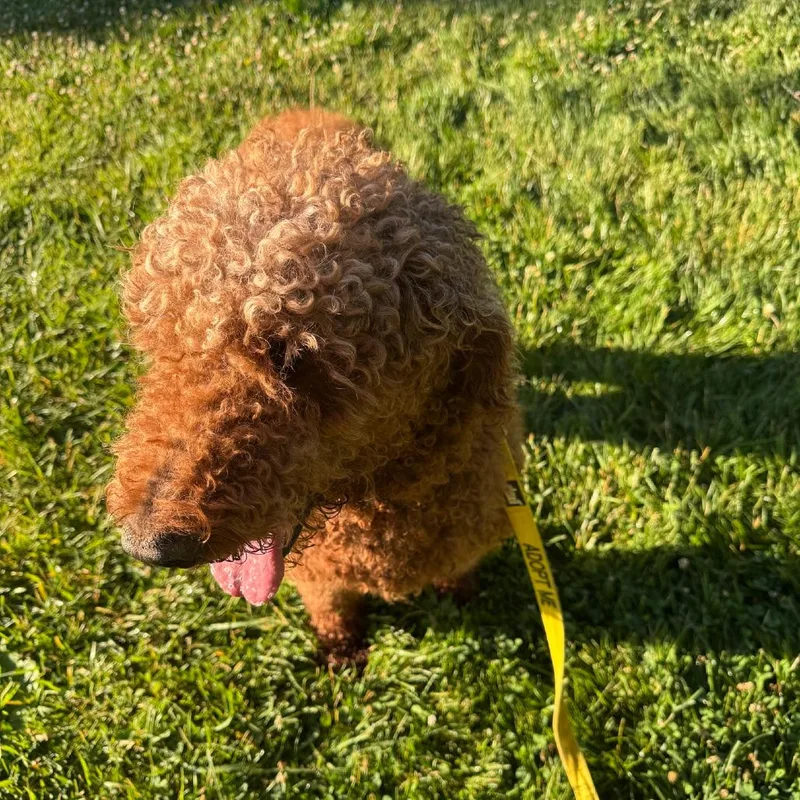 A senior small-sized male Red / Chestnut / Orange Golden Retriever dog named Scooter for adoption in Columbia Station, OH