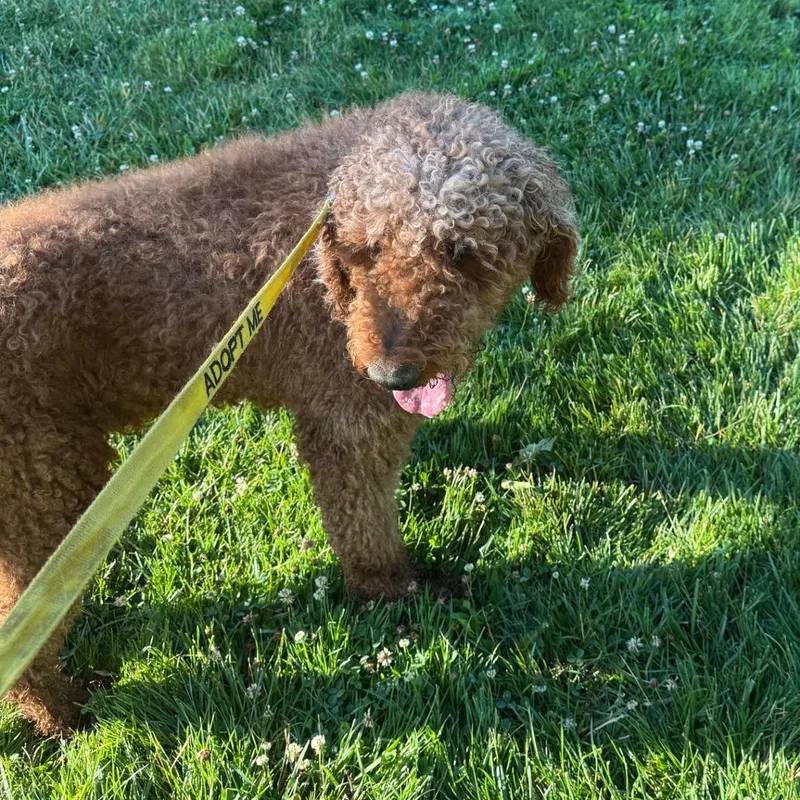 Scooter thumbnail 2