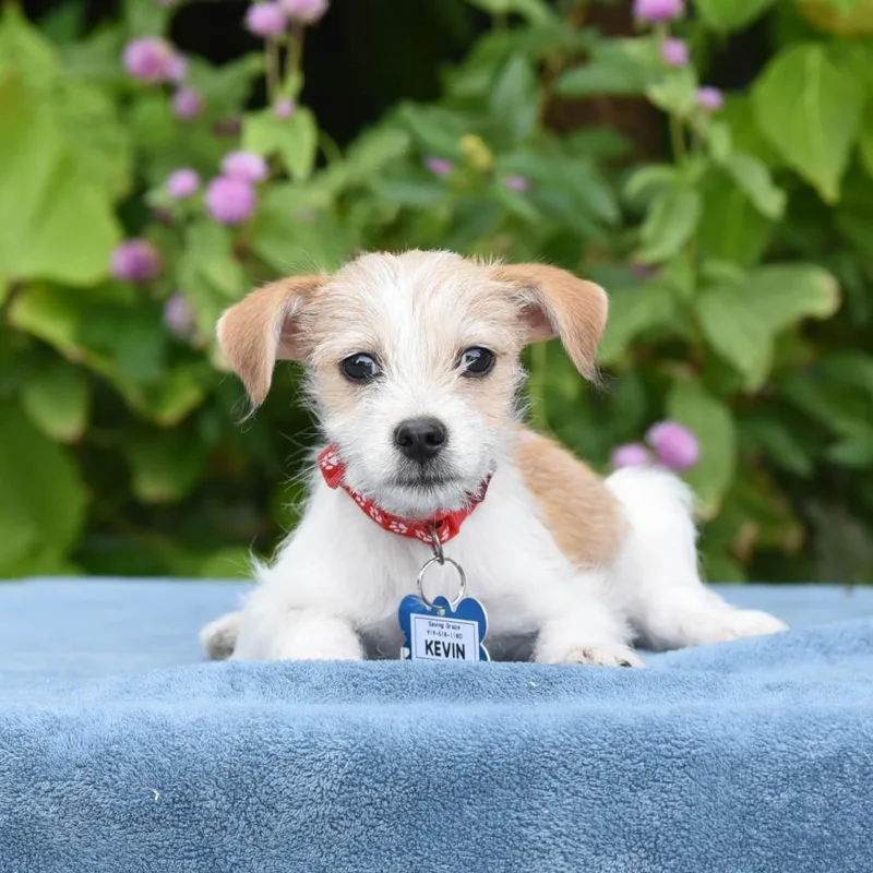 A baby small-sized male Yellow / Tan / Blond / Fawn Terrier dog named Kevin for adoption in Wake Forest, NC