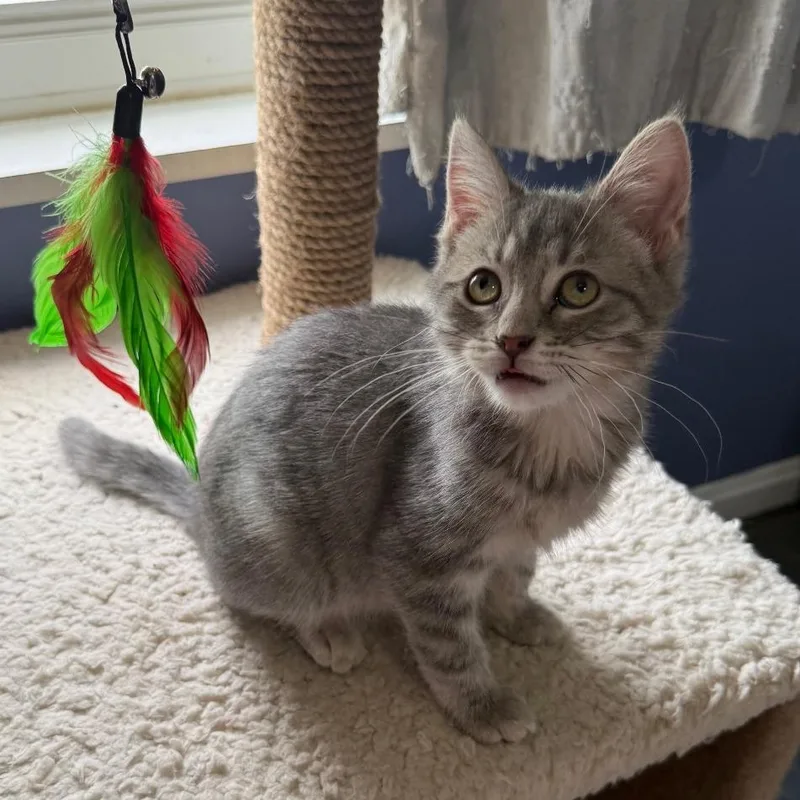 A baby small-sized female Gray / Blue / Silver Domestic Short Hair cat named Curly for adoption in Gibsonia, PA