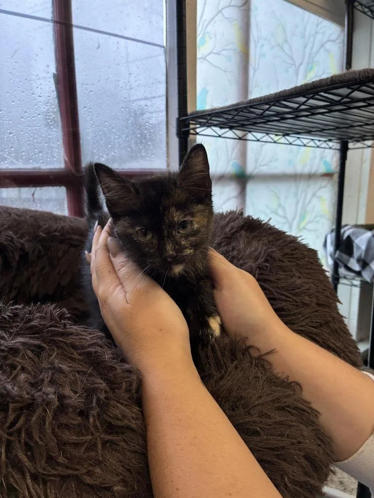 A baby small-sized female Domestic Short Hair cat named Lucky Charms for adoption in Randolph, MA