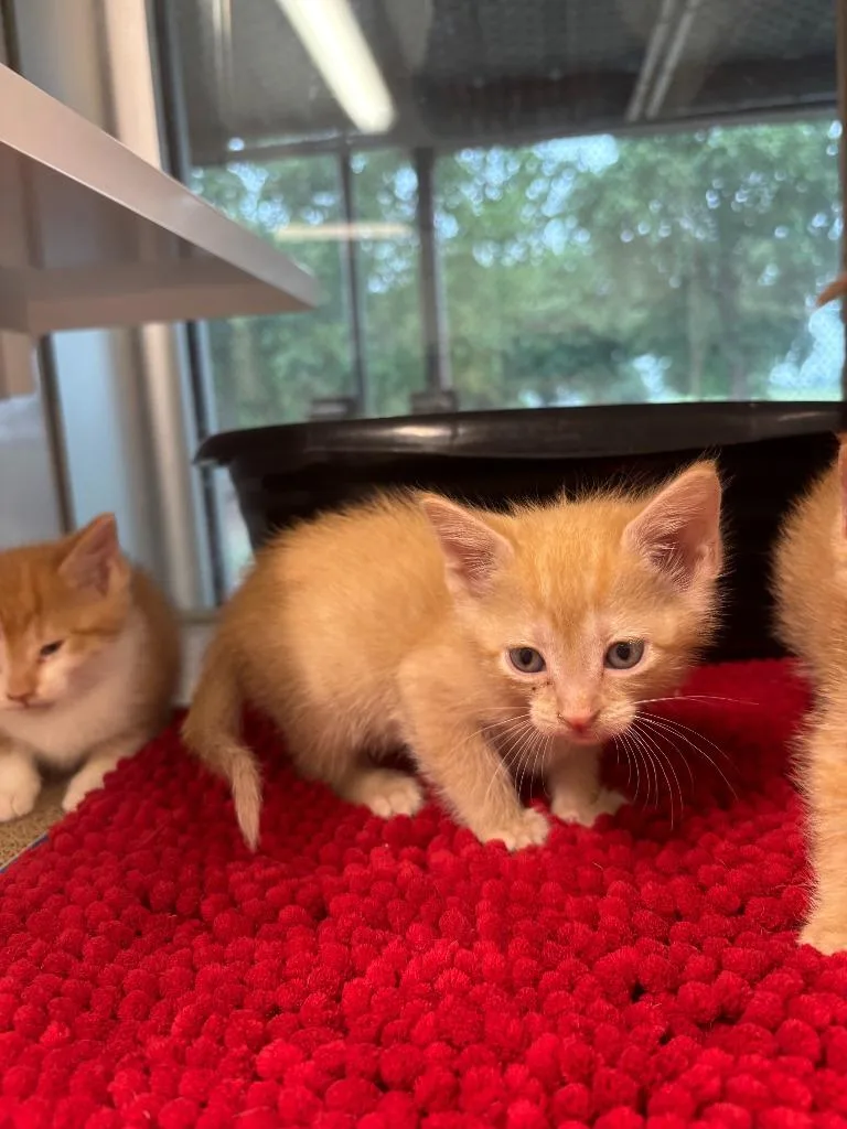A baby small-sized male Domestic Short Hair cat named Oregano for adoption in Mustang, OK