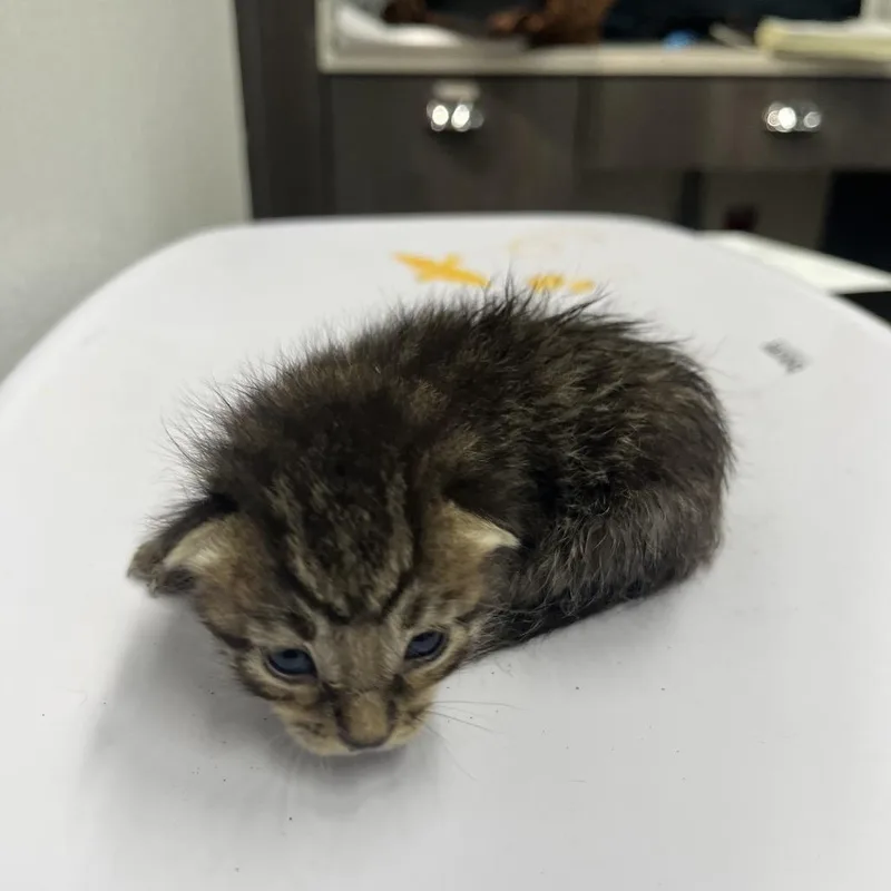 A baby small-sized male Brown / Chocolate Domestic Short Hair cat named Solomon for adoption in Tampa, FL
