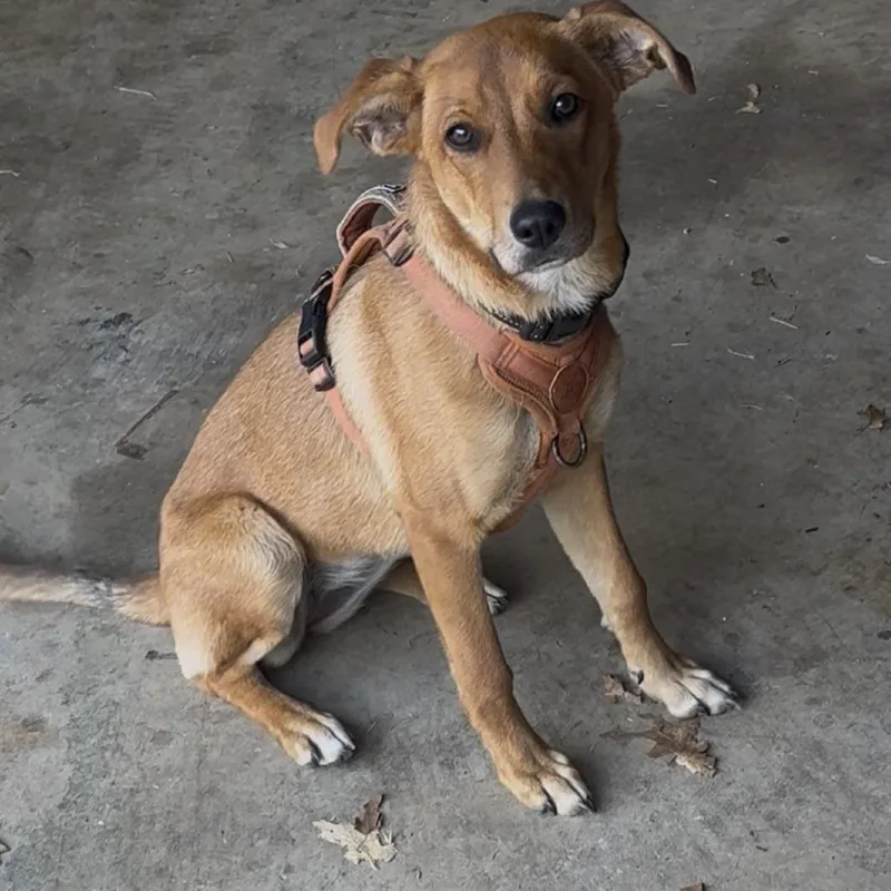 A young medium-sized female Terrier dog named Bisquick for adoption in Grass Valley, CA