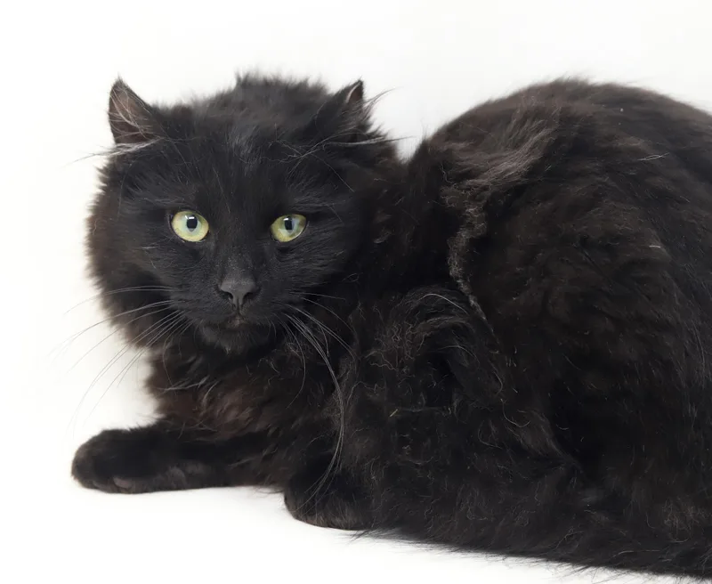 Pawblo Is Poofy Preciousness