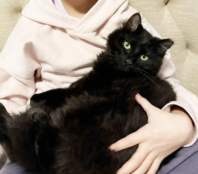 Pawblo Is Poofy Preciousness thumbnail 3