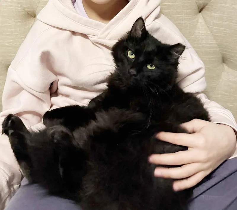 Pawblo Is Poofy Preciousness thumbnail 4