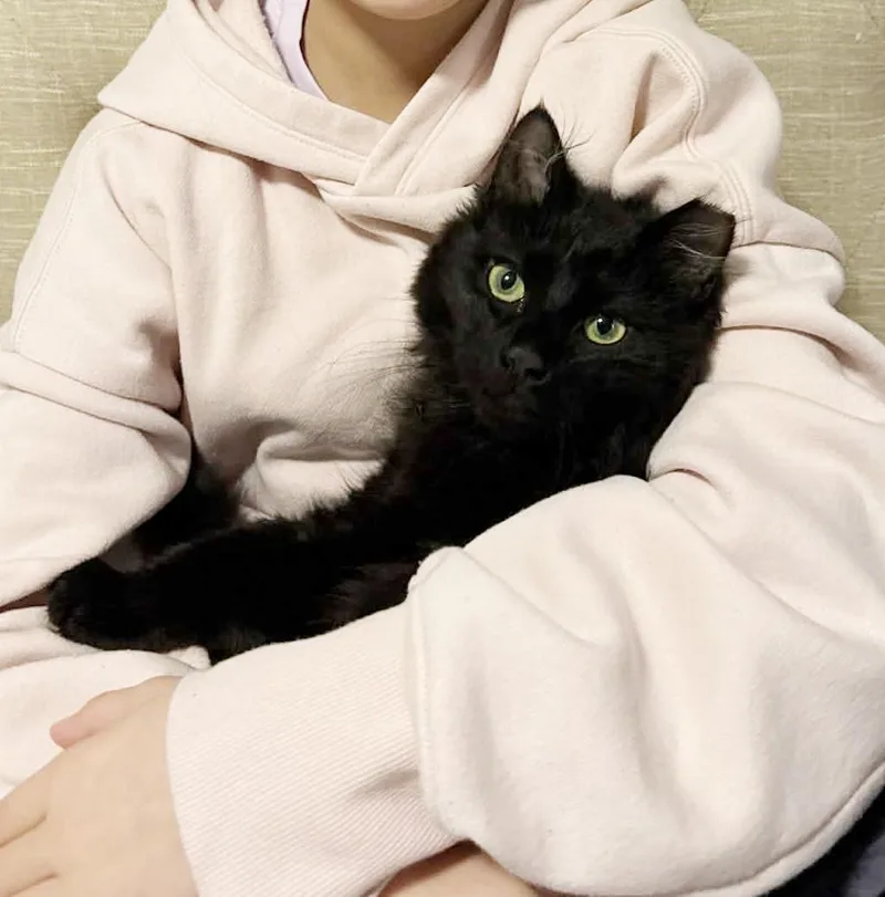 Pawblo Is Poofy Preciousness thumbnail 5