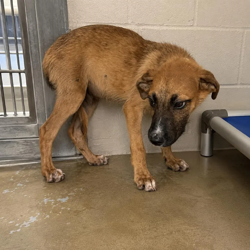 A baby small-sized male Yellow / Tan / Blond / Fawn Shepherd dog named Peterbilt for adoption in Pine Bluff, AR