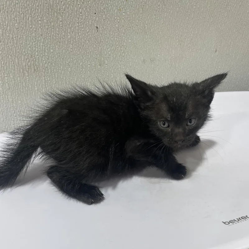 A baby small-sized male Black Domestic Short Hair cat named Price for adoption in Tampa, FL