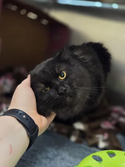 An adult large-sized male Domestic Long Hair cat named Meatloaf for adoption in Westland, MI