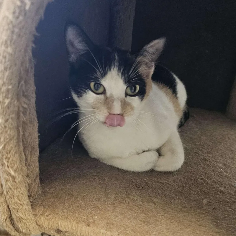 An adult medium-sized female Calico Domestic Short Hair cat named Neytiri for adoption in Midland, TX