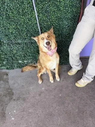 An adult large-sized female Apricot / Beige Border Collie dog named 61801032 for adoption in El Paso, TX