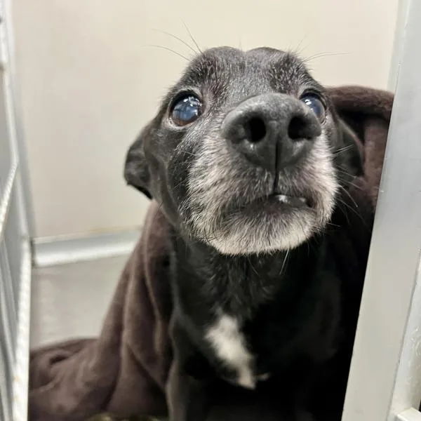 A senior medium-sized male Chihuahua dog named Benito for adoption in Des Moines, IA