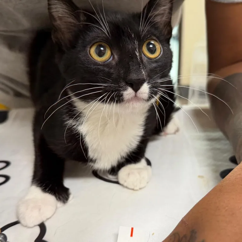 A baby small-sized male Black Domestic Short Hair cat named Vlad for adoption in Las Vegas, NV