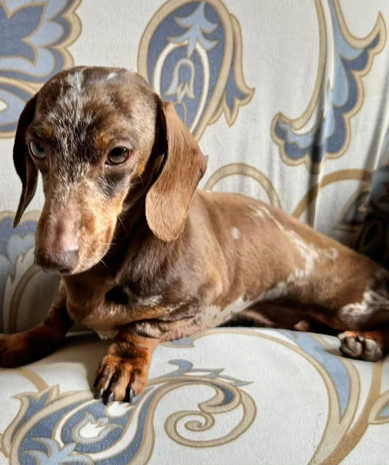 Snickers thumbnail 2