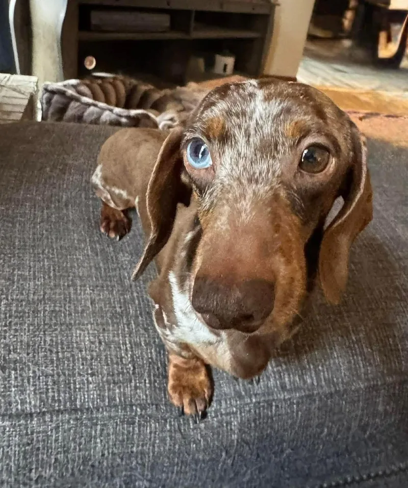 Snickers thumbnail 3