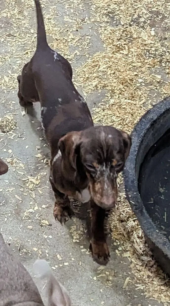 Snickers thumbnail 4