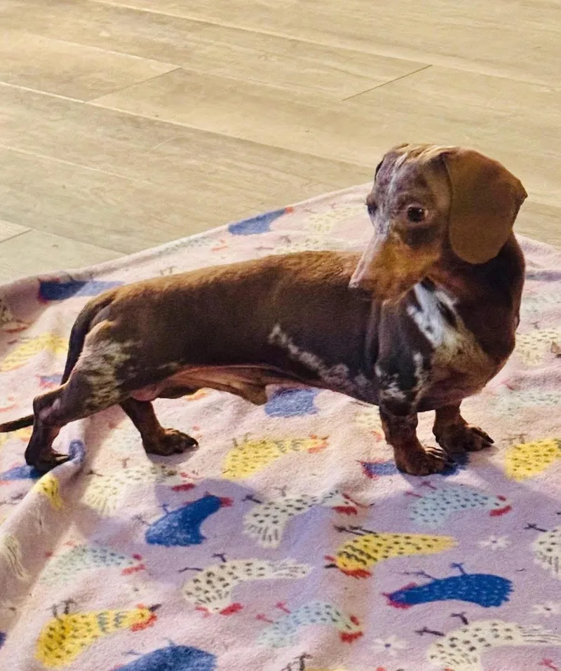 Snickers thumbnail 5