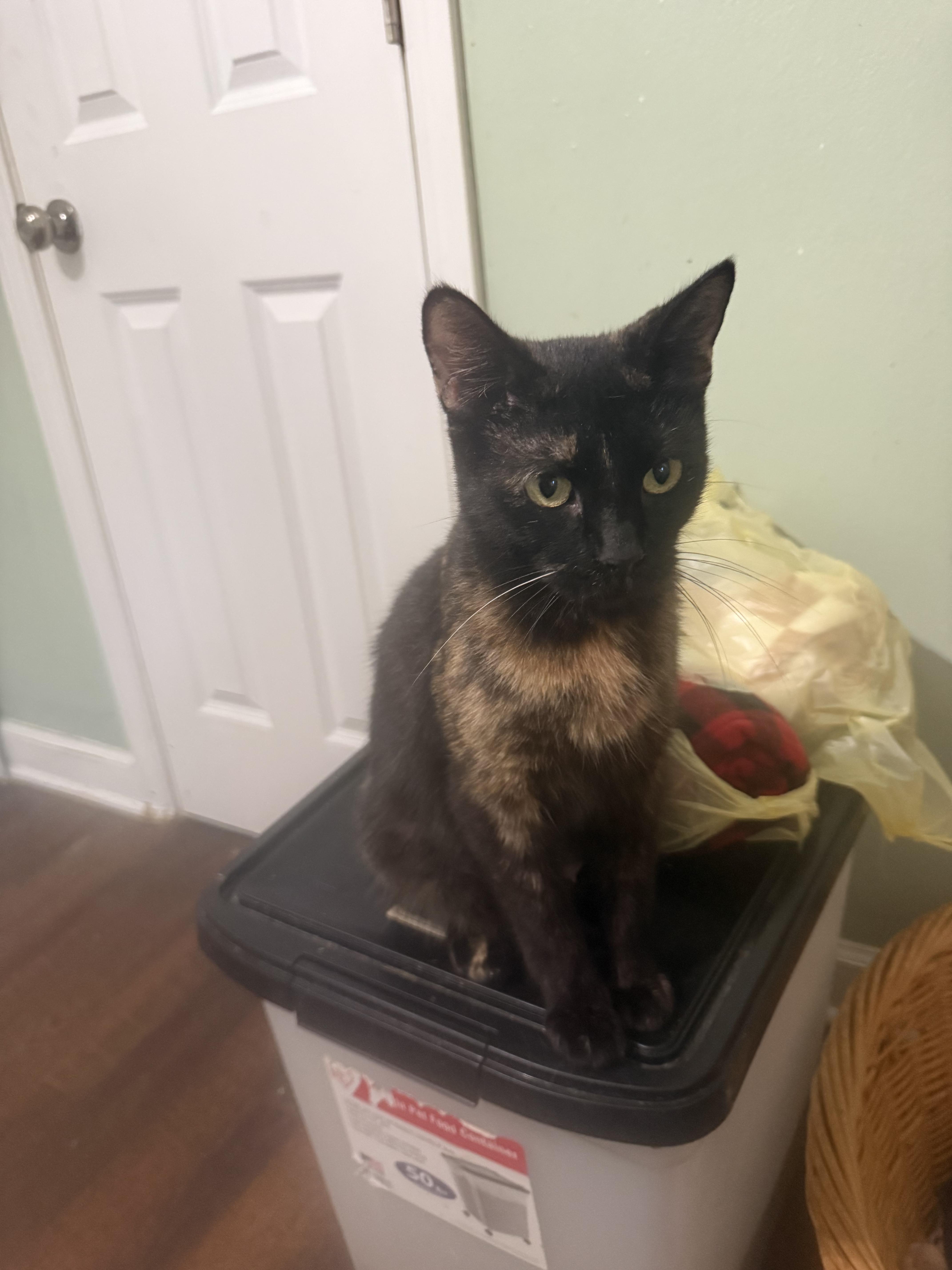 A young medium-sized female Tortoiseshell Domestic Short Hair cat named Galaxy for adoption in Indianapolis, IN