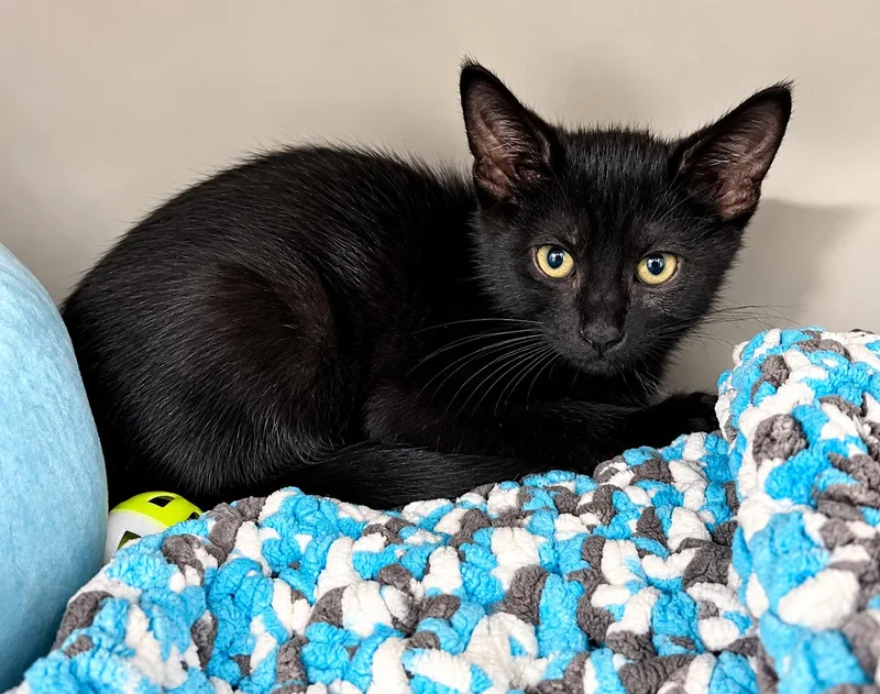 A young medium-sized female Domestic Short Hair cat named Gold for adoption in Moundsville, WV