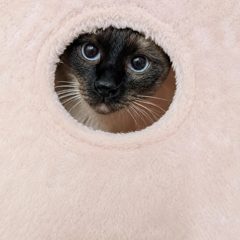 An adult medium-sized female Seal Point Siamese cat named Iris for adoption in Mabank, TX