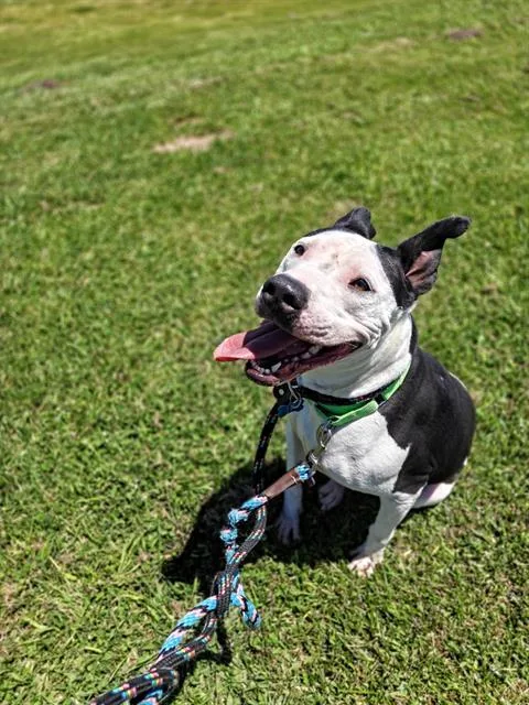 An adult large-sized female Pit Bull Terrier dog named Daisy for adoption in Tucson, AZ