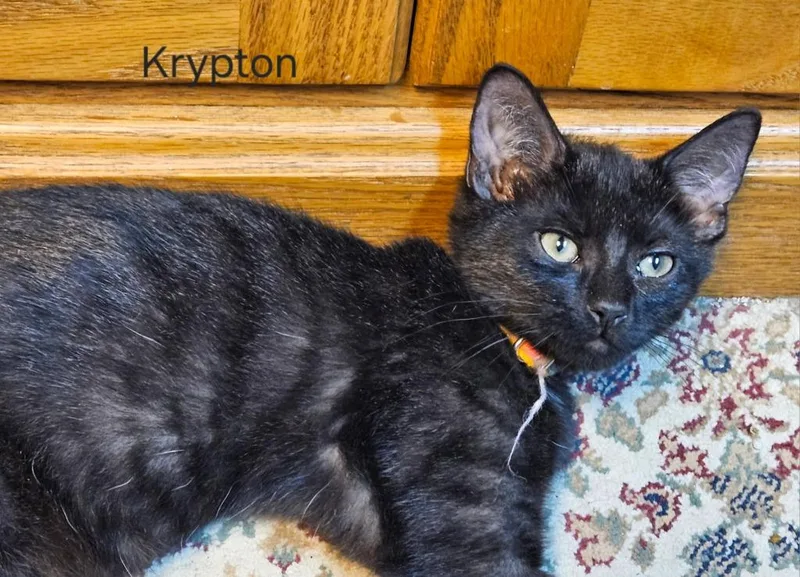 A baby medium-sized male Domestic Short Hair cat named Krypton for adoption in Parkville, MD