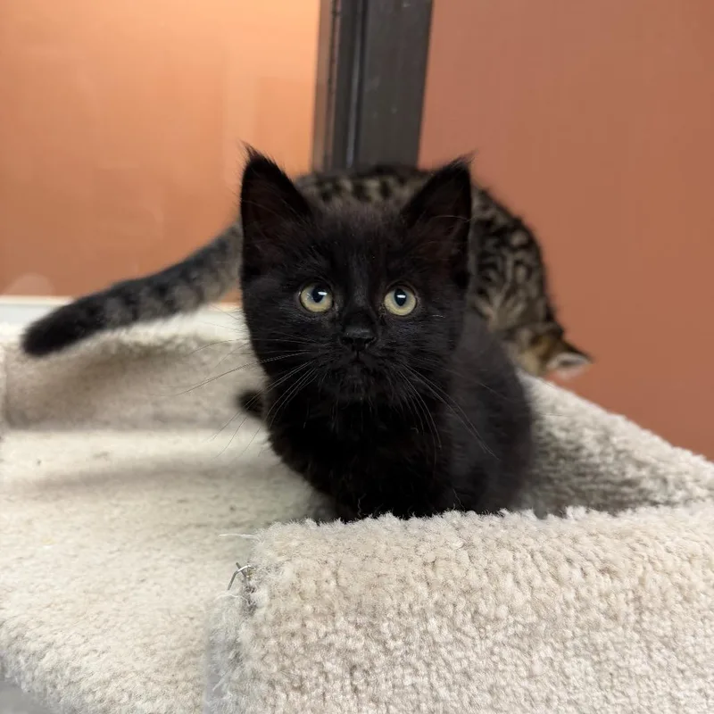 A baby small-sized male Domestic Short Hair cat named Tetris for adoption in Detroit Lakes, MN