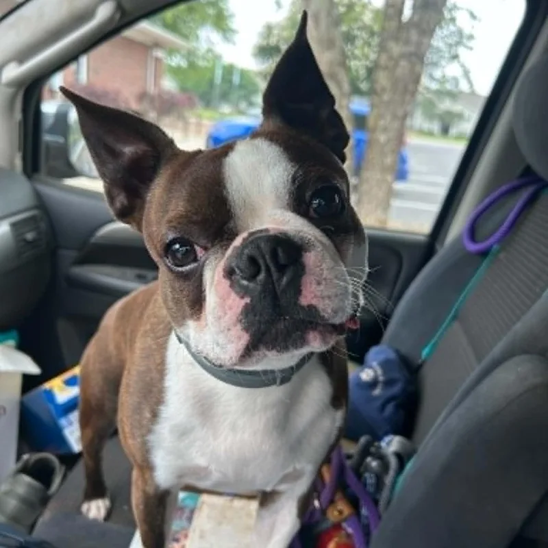An adult small-sized male Brindle Boston Terrier dog named Max Baer for adoption in Shelby, NC
