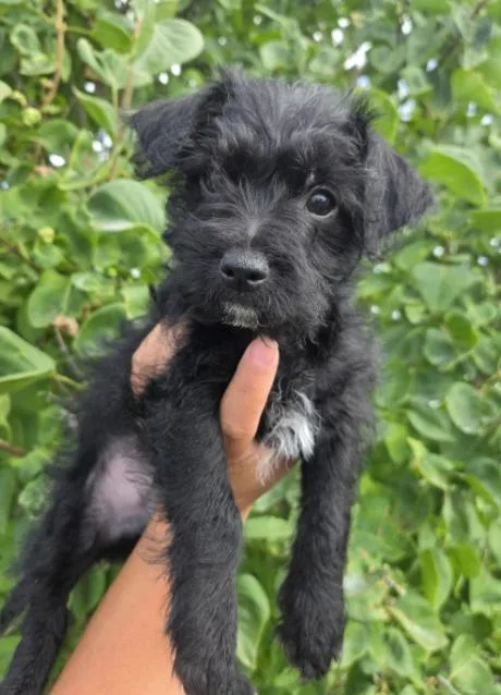 Louie
