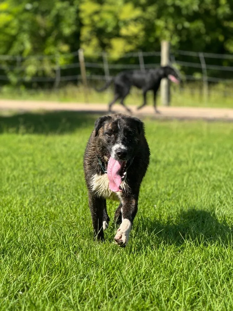 An adult large-sized male Shepherd dog named Tigger for adoption in Princeton, MA