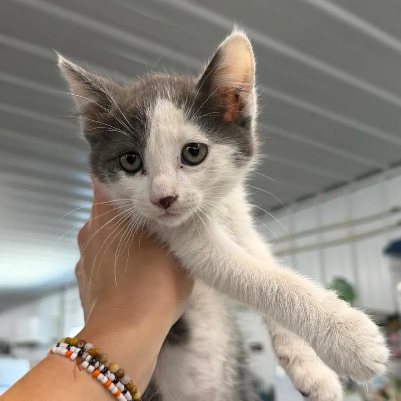 A baby small-sized female Gray / Blue / Silver Domestic Short Hair cat named Macaron for adoption in Spanish Fork, UT