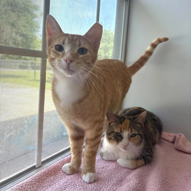 A young medium-sized male Orange / Red Domestic Short Hair cat named Stranger Danger for adoption in Carencro, LA