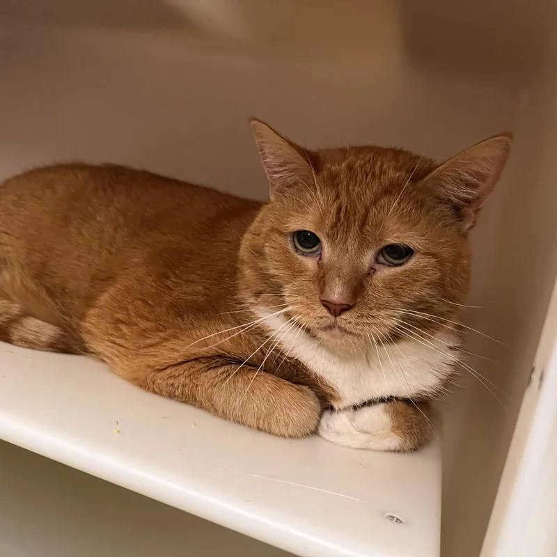 A senior small-sized male Domestic Short Hair cat named Finn for adoption in Salisbury, MA