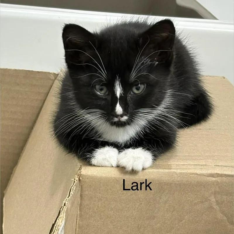 Lark