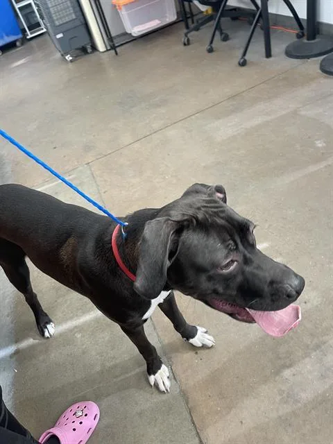 A young large-sized male Mixed Breed dog named Goober for adoption in Dallas, TX