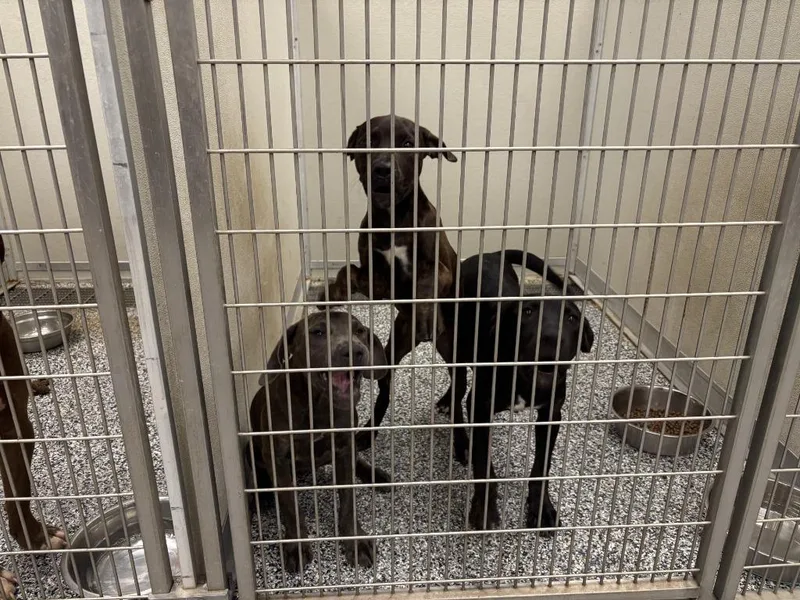 A young medium-sized male Labrador Retriever dog named north houston Ave pup for adoption in Humble, TX