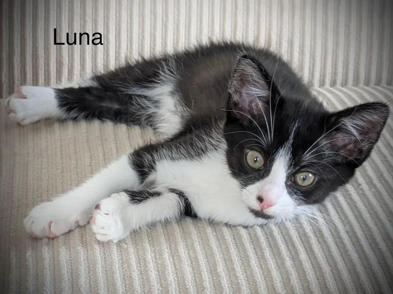 A baby small-sized female Domestic Short Hair cat named Luna for adoption in Annapolis, MD