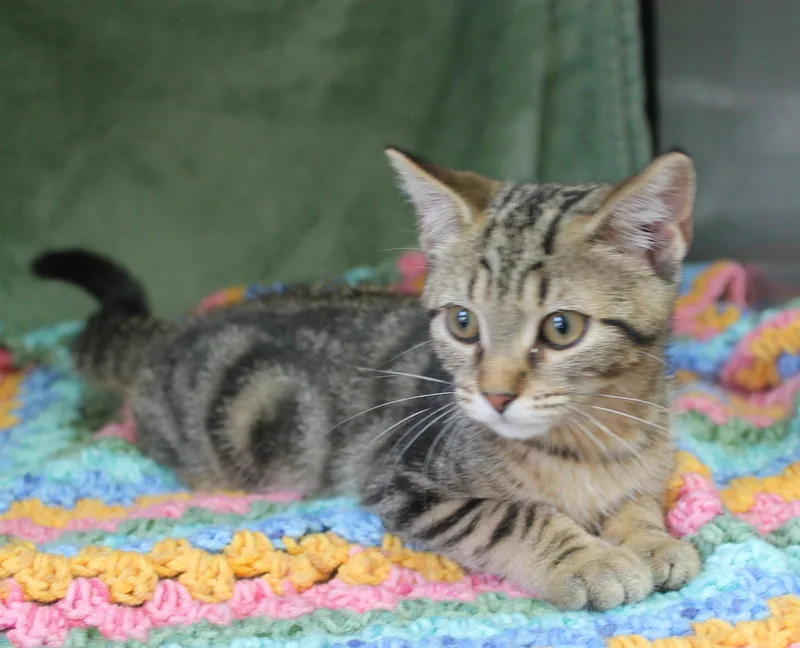 A baby medium-sized female Domestic Short Hair cat named Losty for adoption in Prattville, AL