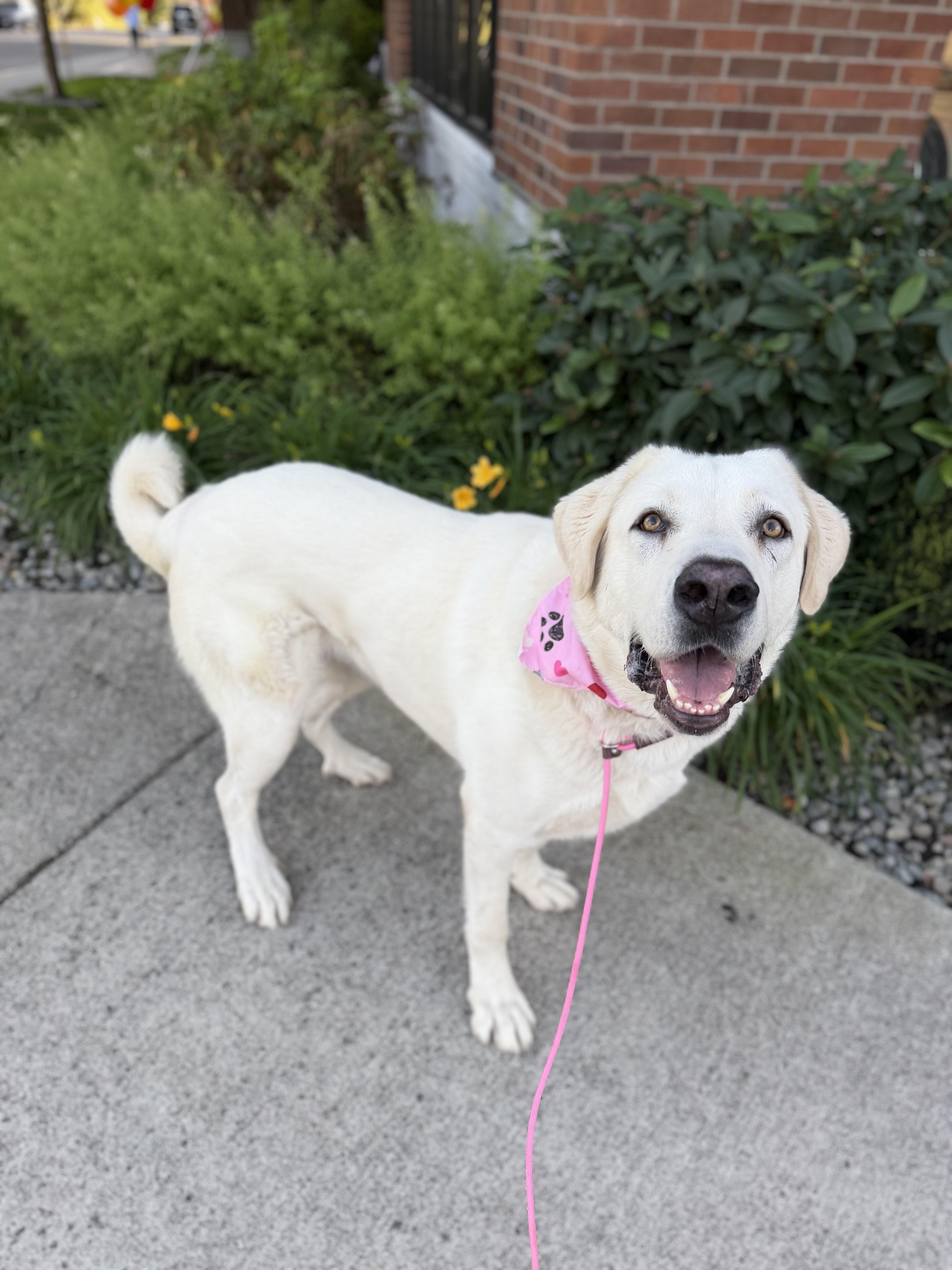 An adult extra large-sized female White / Cream Akbash dog named Ruby for adoption in lynnwood , WA