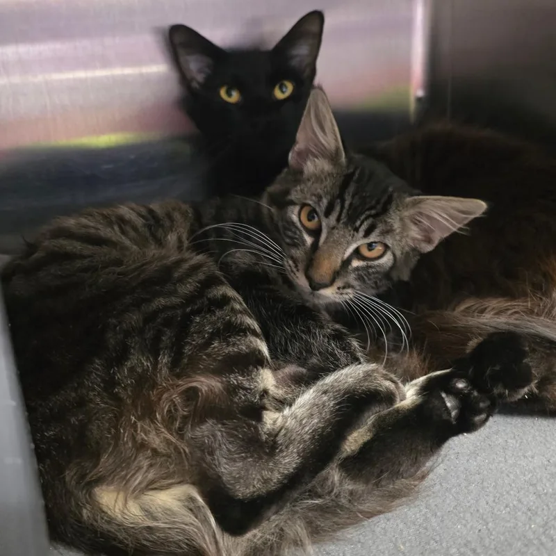 A baby small-sized male Brown / Chocolate Domestic Short Hair cat named Nettle for adoption in Spokane, WA