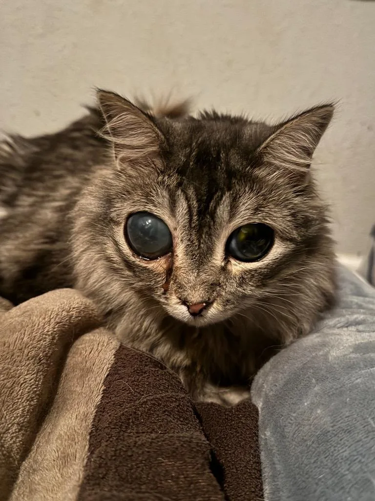 An adult medium-sized male Domestic Medium Hair cat named Rickie for adoption in Canyon Lake, TX