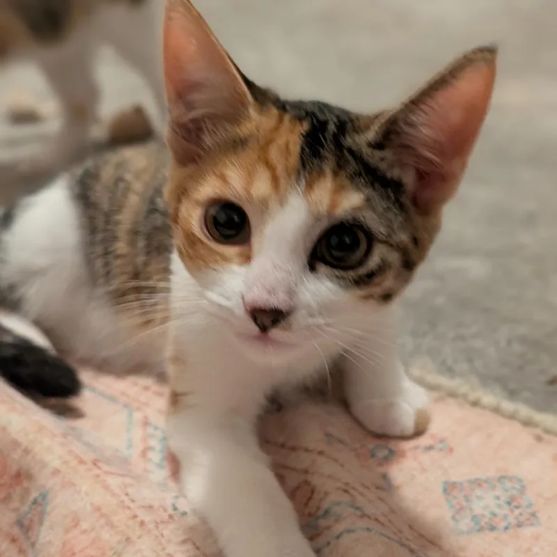 A baby small-sized female Domestic Short Hair cat named Annie for adoption in Houston, TX