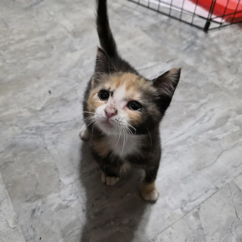 A baby medium-sized female Calico cat named Anastasia for adoption in Moriches, NY
