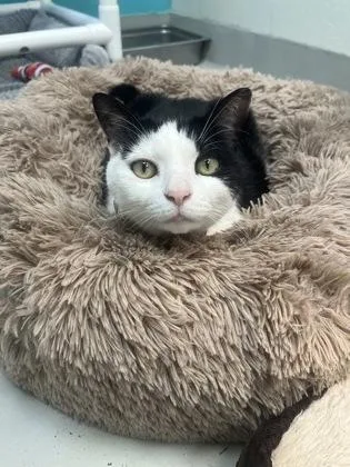 An adult small-sized female Domestic Short Hair cat named Angie for adoption in Largo, FL